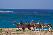 Wild donkeys on the Karpass Peninsula, Karpasia, North Cyprus, Cyprus