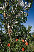 Wunschbaum mit Mohn, Baum, in der Nähe vom Grab des Erzbischofs Makarios, der erste Präsident Zyperns, in der Nähe von Kykkos Kloster, Troodos Gebirge, Südzypern, Zypern
