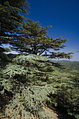 Cedar trees in a mountain landscape, Cedar valley, Tripylos mountain, Troodos mountains, South Cyprus, Cyprus