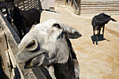 Tierheim für Esel, Donkey Sanctuary, Vouni, Troodos Gebirge, Südzypern, Zypern