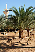 Al Ain Zoo, Abu Dhabi, United Arab Emirates, UAE