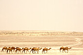 Kamele durchqueren die Wüste, Dubai, Vereinigte Arabische Emirate, VAE