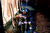 Flowers, Venice, Italy