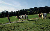 Bauer mit Kuh, Bayern, Deutschland