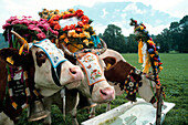 Kühe mit Kopfschmuck beim Almabtrieb, Feste in Bayern, Bayern, Deutschland