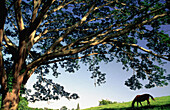 Country landscape. Mexico