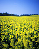 Rapefield blossoming