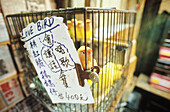 Love bird in cage at bird market. Kowloon, Hong Kong. China