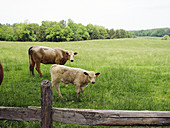 Cows. Virginia. USA