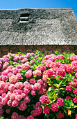 Cottage and flowers in Saint Hernot in Brittany. France