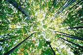 Les Olletes wood. Garrotxa. Girona province. Catalonia. Spain.