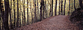 Bosque de las Hayas Straße. Ordesa-Tal. Ordesa-Nationalpark und Monte Perdido. Pyrenäen. Huesca. Aragonien. Spanien