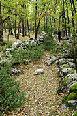 Bosque de Transás. Pirineo Aragonés. Huesca province. Spain.