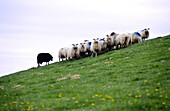 Latza sheep. Collado de Idoia. G.R.11 (Long-distance trails). Navarre, Spain