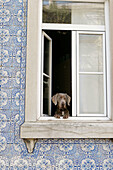 Dog at window, Lisbon. Portugal