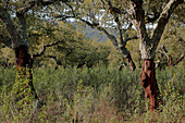 Cork oaks (Quercus suber). Sierra de San Pedro. Cáceres province. Extremadura. Spain
