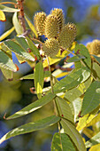 Platycarya strobilacea (Juglandaceae)