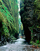 Oneonta Gorge. Columbia River Gorge National Scenic Area. Oregon. USA