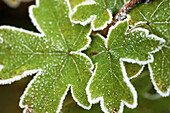 Leaves with hoarfrost