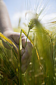 Woman s hand holding stalk of wheat. Auvers sur Oise. Ile-de-France. France