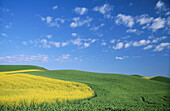 Canola and wheat. Palouse region. Whitman County. Washington. USA
