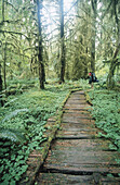 Boarded path at Bogachiel River trial. Olympic National Park. Washington. USA
