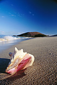 Conch shell on beach. Maui. Hawaii. USA