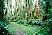 An opening in the trail. Bogachiel River trail, Olympic National Park. Washington. USA.