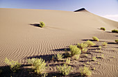 A multitude of sagebrush line the base of a sand dune at Bruneau Dunes State Park. Owyhee County. Idaho. USA.