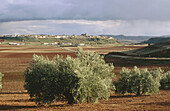 Country landscape, Almedina. Castilla-La Mancha, Spain