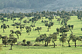 Alcudia valley. Ciudad Real province, Castilla-La Mancha. Spain