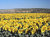 Sunflowers, Écija. Sevilla province, Andalusia, Spain