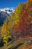 Monte Perdido and Valle de Pineta in autumn. Sobrarbe. Huesca province. Aragon. Spain