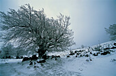Snowy beech. Sierra de Urbasa. Navarre. Spain