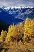 Las Maladetas from Sant Joan d Arròs. Birches in autumn. Lleida. Spain.