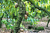 Cocoa beans. Dominican Republic, South West Region
