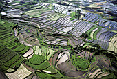 Rice cultivation and rice terraces. Bali island. Indonesia.