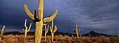 Organ Pipe Cactus National Monument. Arizona. USA