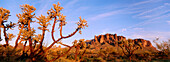 Superstition Mountains. Lost Dutchman State Park. Arizona. USA
