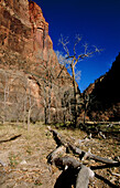 Zion National Park in Utah, USA