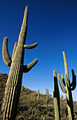 Saguaro National Park (west) in Arizona, USA