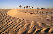 Ofra sand dunes. Douz. Tunisia.