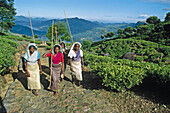 Tea harvest. Nuwara Eliya. Sri Lanka