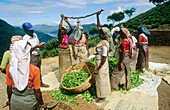 Tea harvest. Nuwara Eliya. Sri Lanka