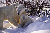 Polar bear cub sow and twin cubs (Ursus maritimus)
