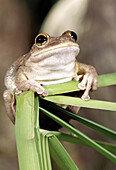 Cuban Tree Frog (Hyla septentrionalis)