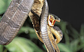 Blanding s Tree Snake (Boiga blandingii). Central Africa