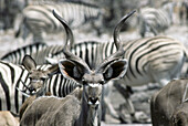 Greater Kudu (Tragelaphus strepsiceros) and zebras waiting to drink. Etosha National Park. Namibia