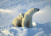 Polar bear sow and cub (Ursus maritimus) alert for distant smells
