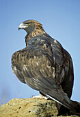 Golden Eagle (Aquila chrysaetos). Colorado. USA